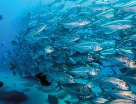 A large school of fish