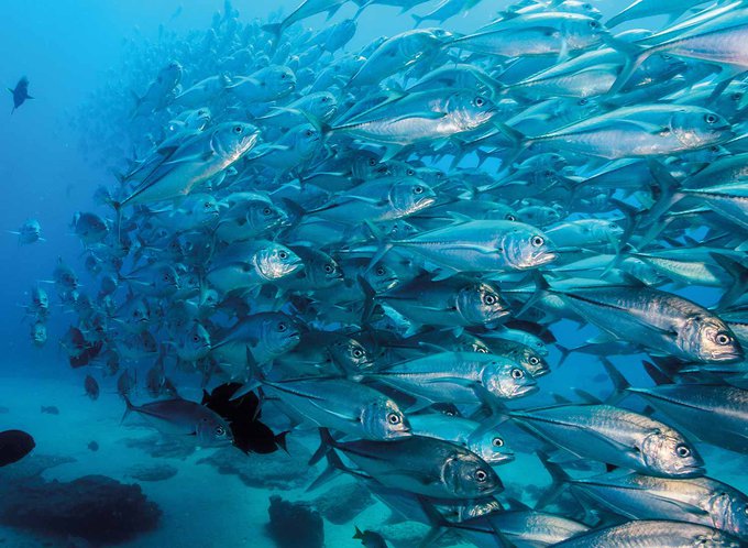 A large school of fish
