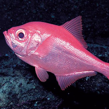 Alfosino fish