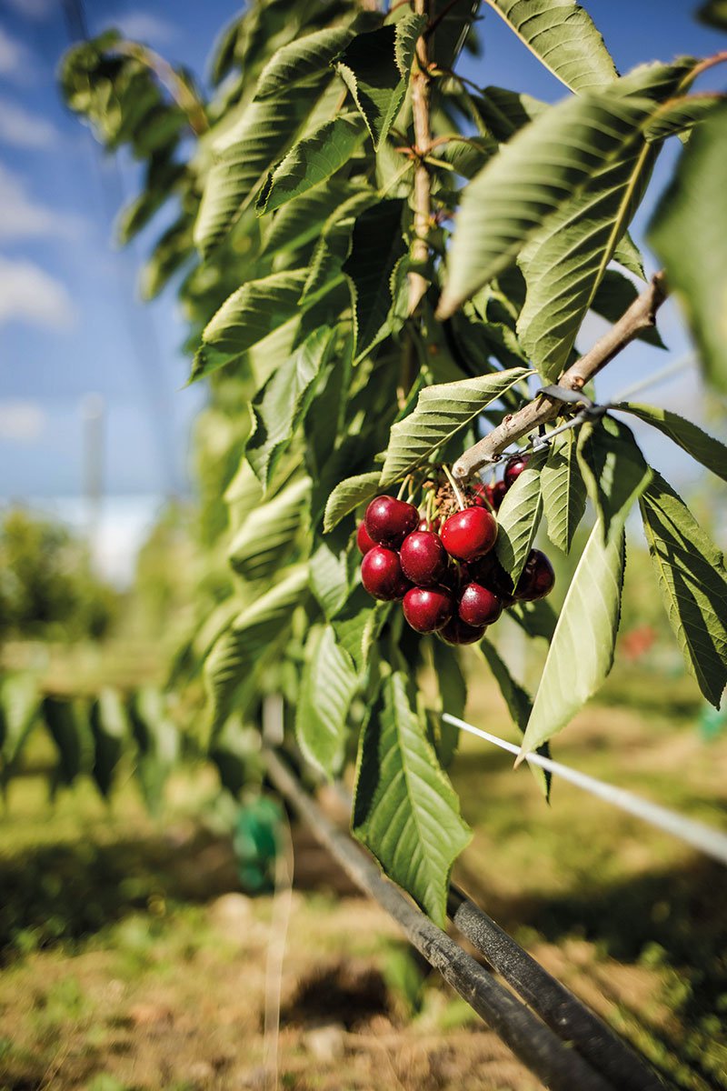 Cherries.jpg