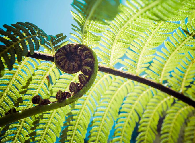 Close up tree fern frond