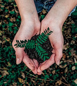 Hands holding a plant for Garden in the Sky