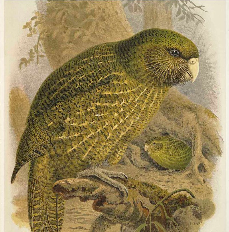 Green hued painting of Kakapo in the wild