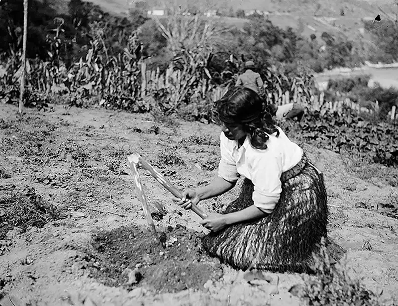 Maori woman timo gardening.webp