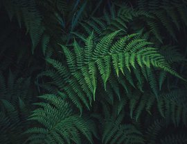 Lush green ferns