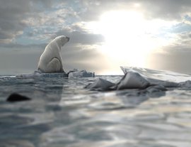 Polar bear on a small piece of melting ice