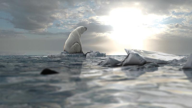 Polar bear on melting block of ice
