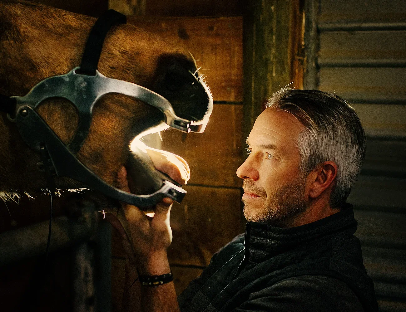 Ray Lenaghan vet peering into horse mouth