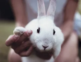 White pet rabbit being held