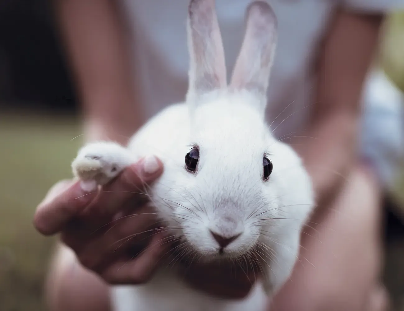 White rabbit being held