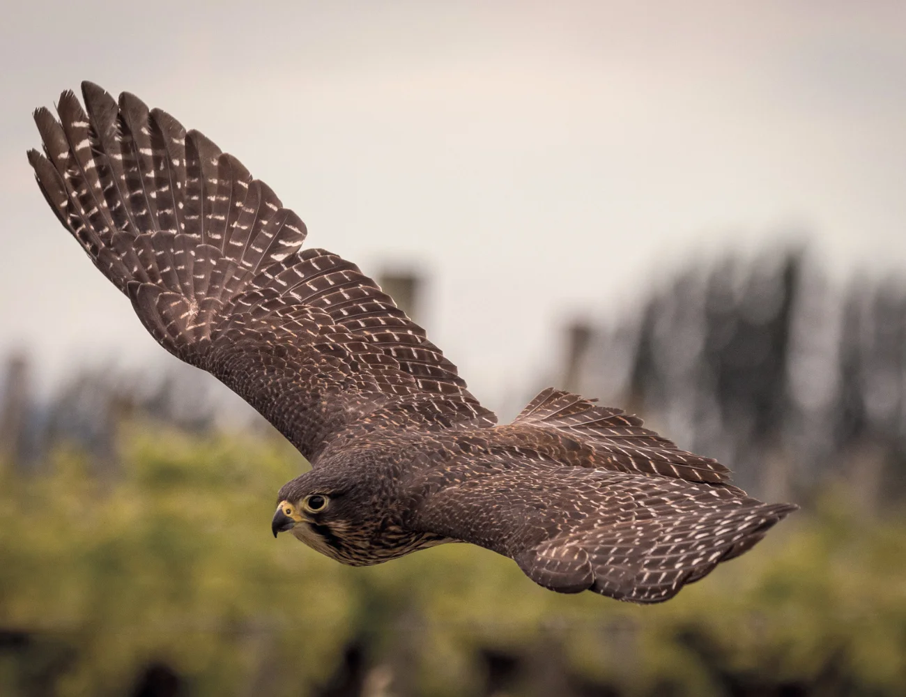 a bird in flight