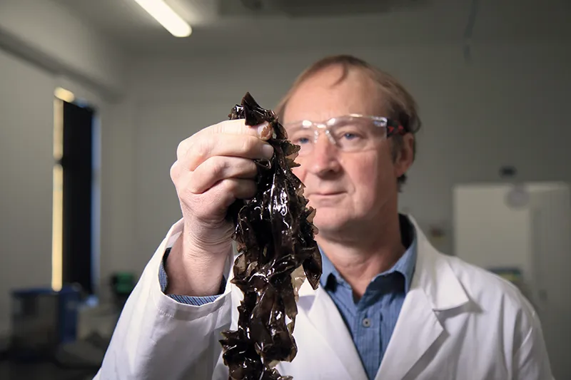 Photo of Dr Tom Wheeler holding seaweed