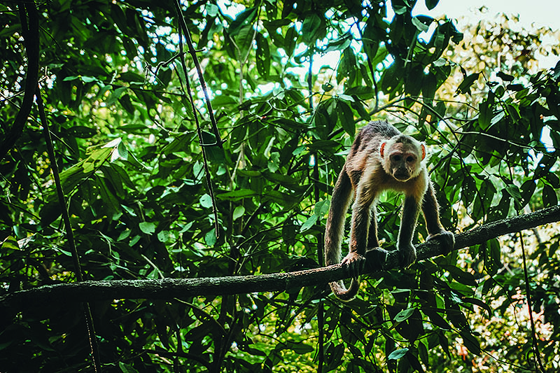 p35 Good living - Colombia - Stock image monkey