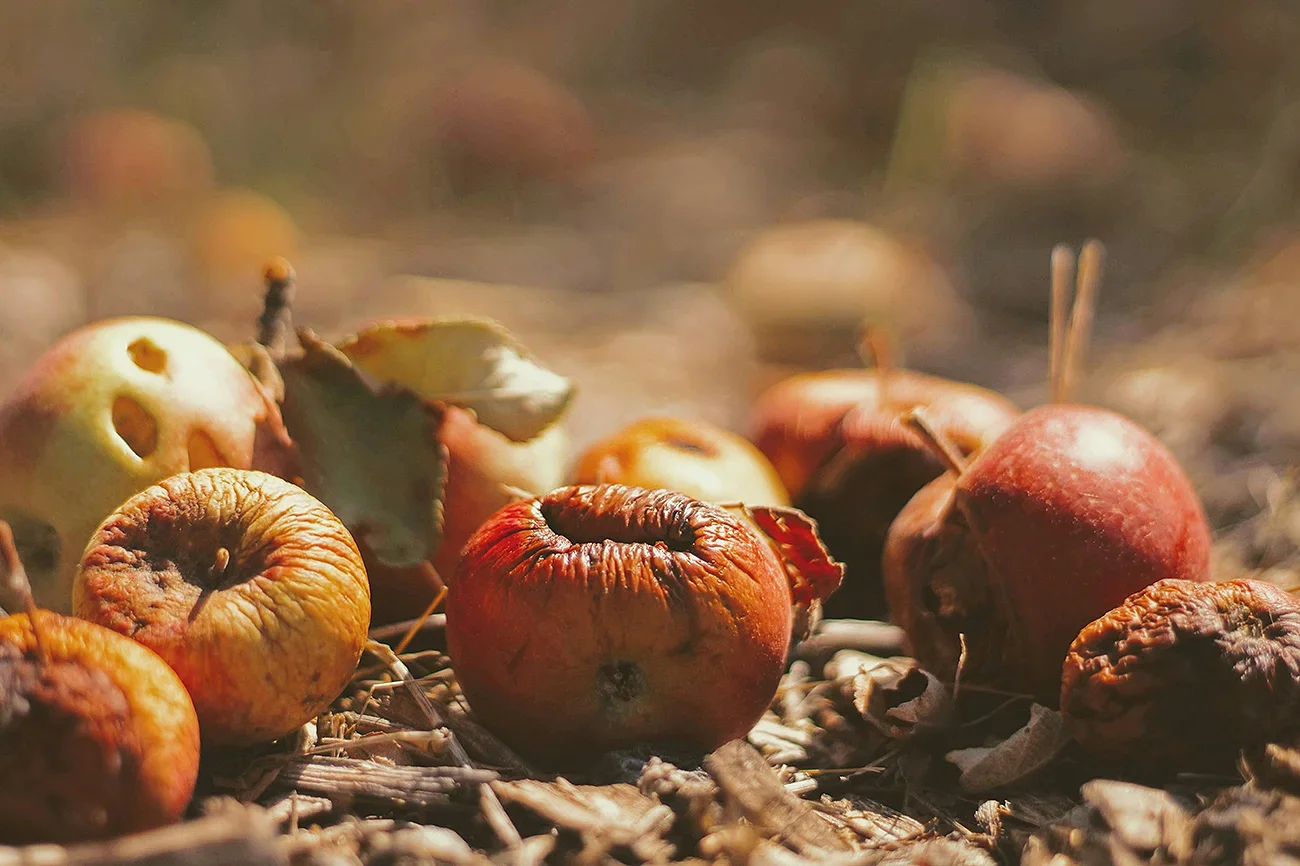 Composting dry rotting fruits