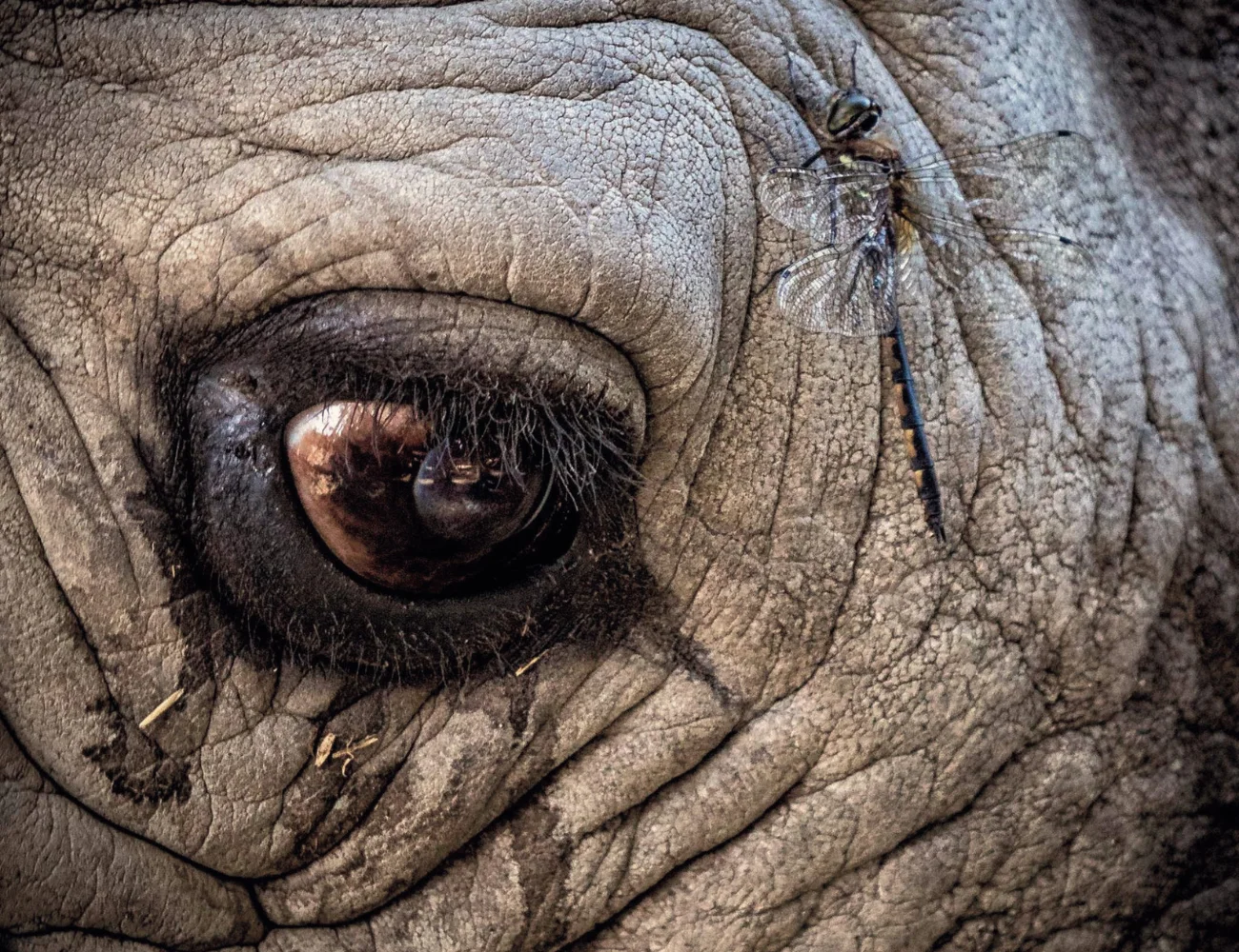 the eye of a rhino with a dragon fly resting above its eyelid